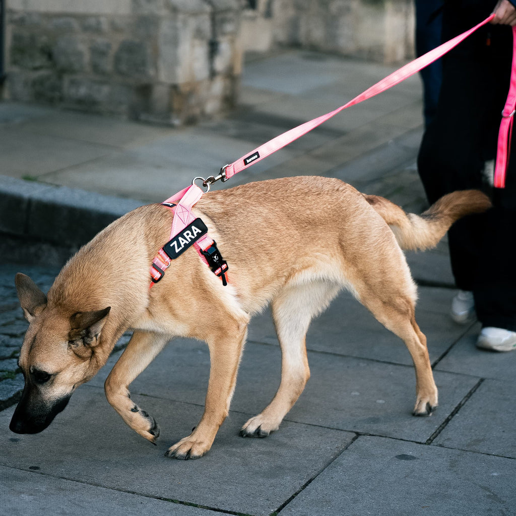 Barkee No-Pull Harness